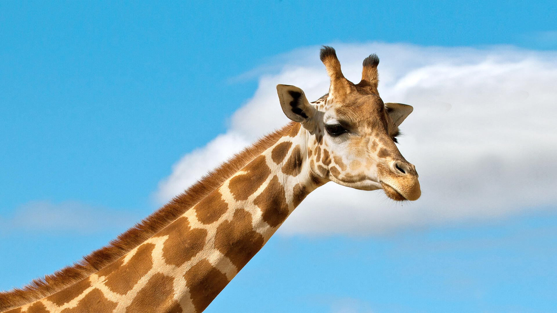 AfricaPredicts giraffe